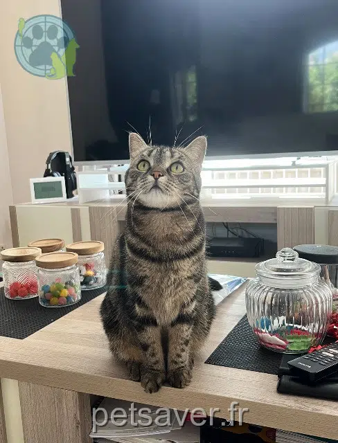 chatte reunited   95400 Arnouville Kiara