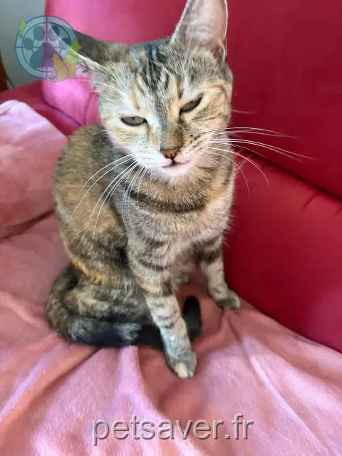 chatte reunited 95360 Montmagny Kiko