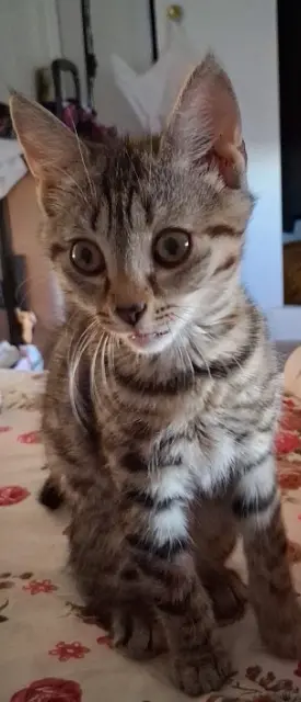 chatte reunited   95210 Saint-Gratien Kimia