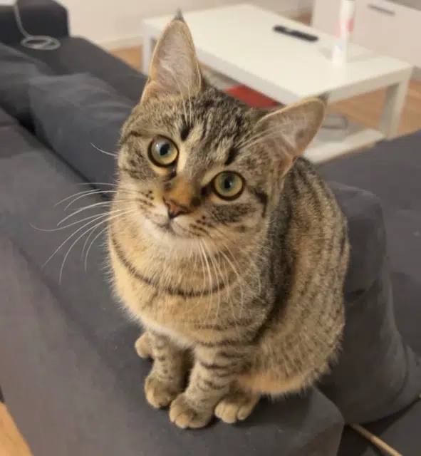 chatte reunited   95240 Cormeilles-en-Parisis Kindia