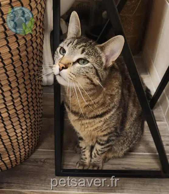 Katze reunited 95510 Saint-Cyr-en-Arthies Lili