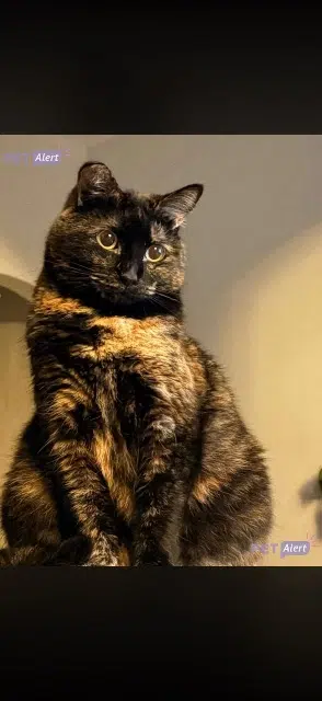 chatte reunited   95290 L'Isle-Adam Lola