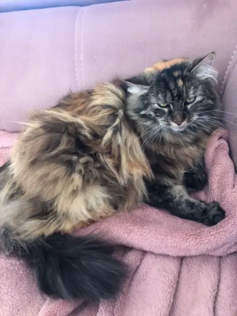 chatte reunited   95330 Domont Maggie