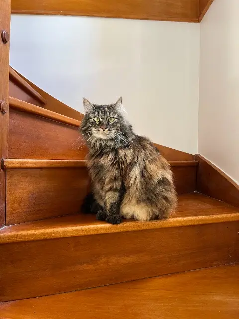 chatte reunited   95330 Domont Maggie