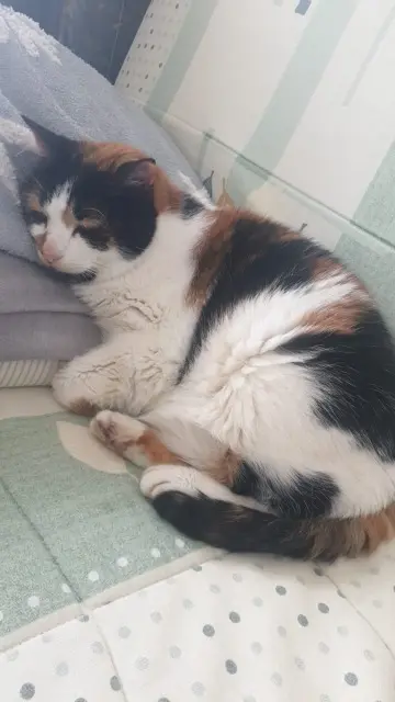 chatte reunited   95300 Ennery Marla