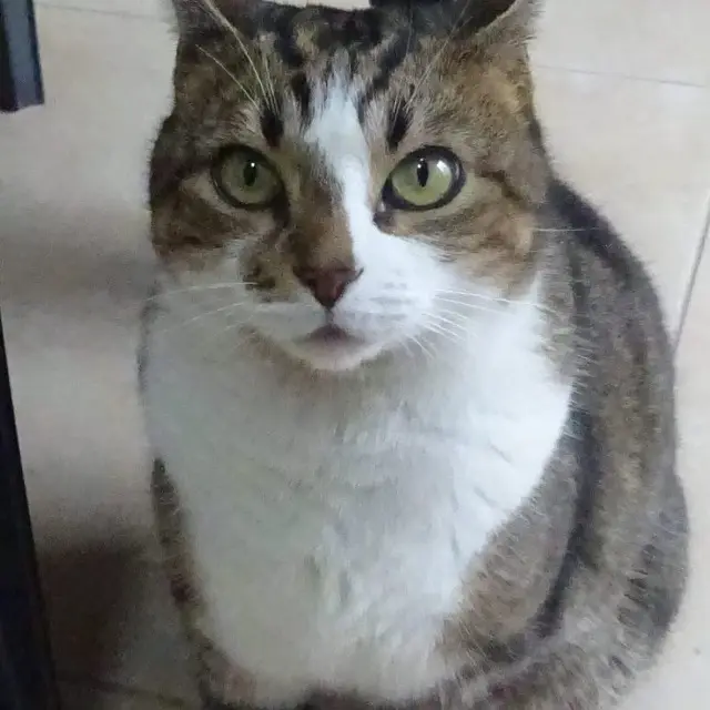 chatte reunited   95360 Montmagny Minette