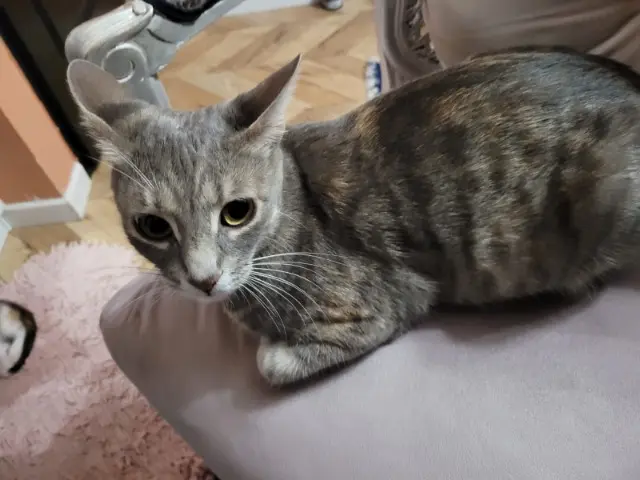 chatte reunited    Pierrelaye Minouche