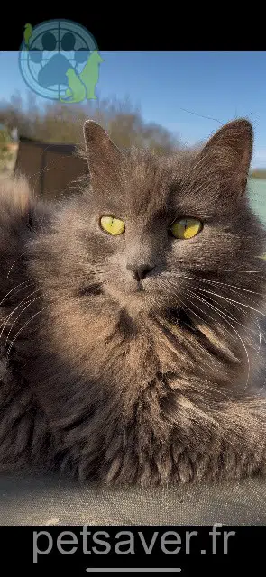 chatte reunited 95280 Jouy-le-Moutier Mya