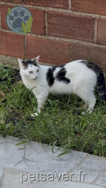 chatte reunited   95870 Bezons Nal
