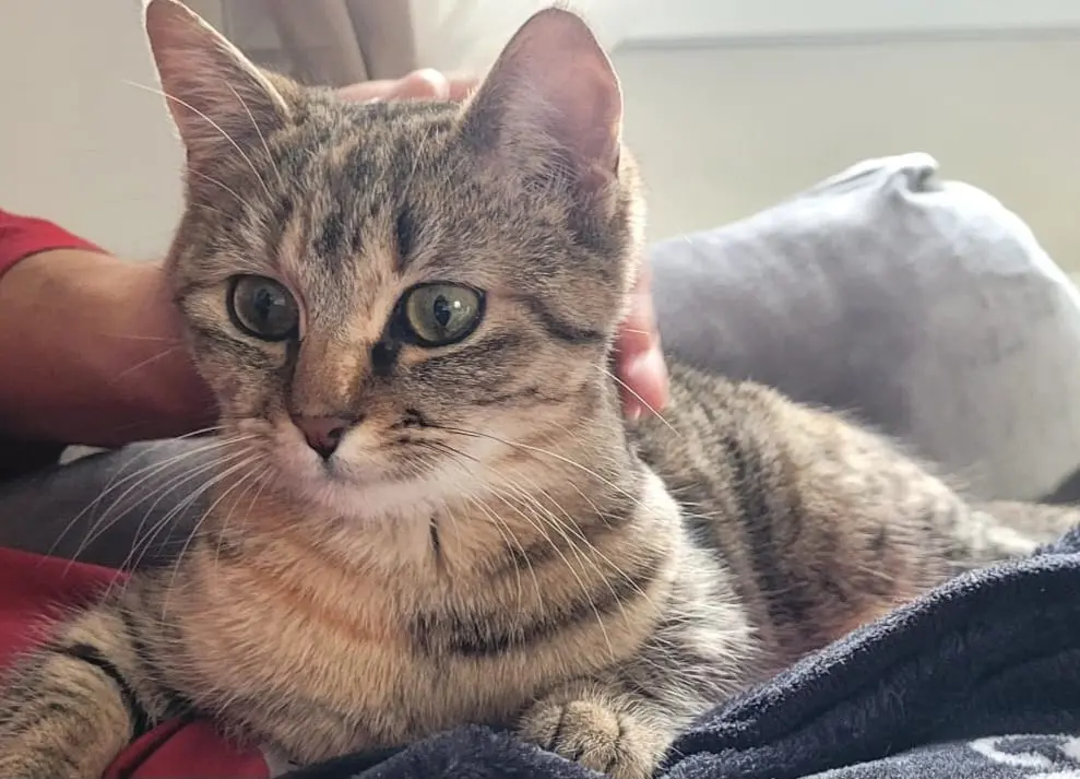 chatte reunited   95310 Saint-Ouen-l'Aumône Nami