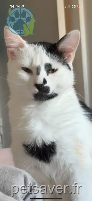 chatte reunited Pontoise NAMMY