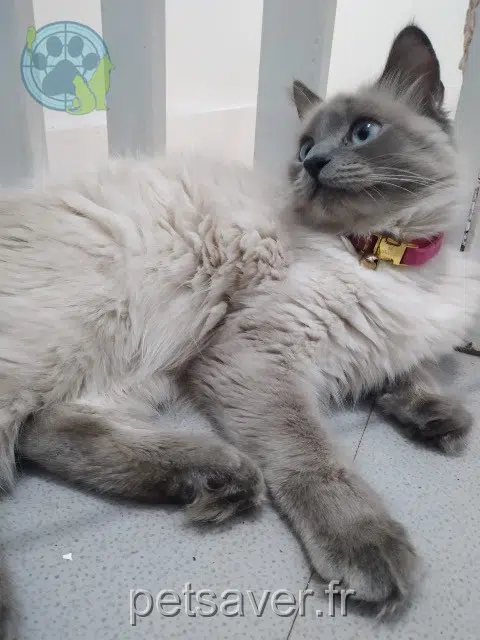 chatte reunited   95870 Bezons Nelly