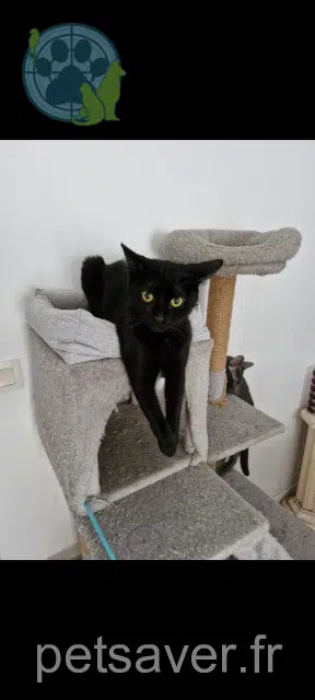chatte reunited   95240 Cormeilles-en-Parisis Nova