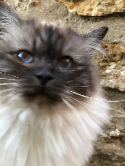 chatte reunited    Pontoise Only You dite Lyly