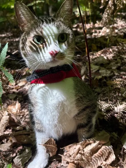 chatte reunited   95160 Montmorency Onyx