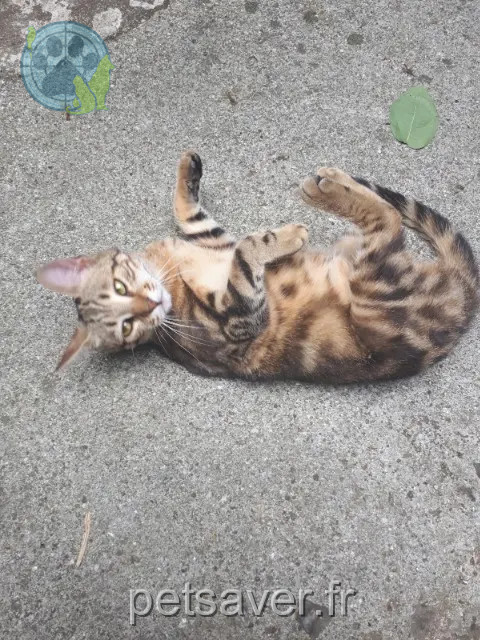 chatte reunited 95410 Groslay Opale