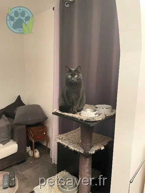 chatte reunited 95130 Franconville Persephone