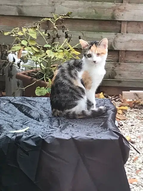 chatte reunited   95570 Bouffémont Pitchoune