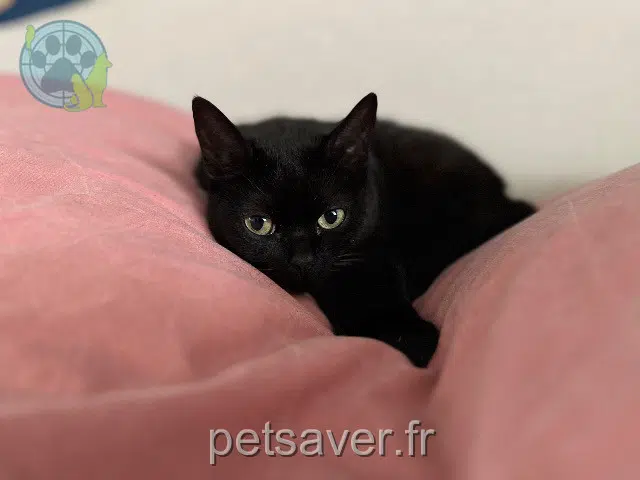 chatte reunited 95740 Frépillon Romy