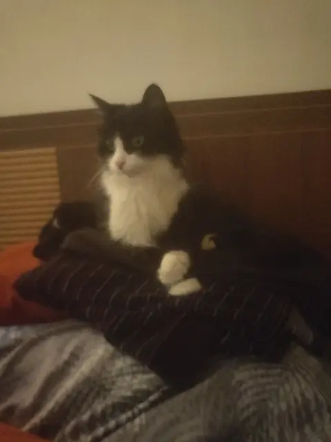 chatte reunited    Cergy Sacha