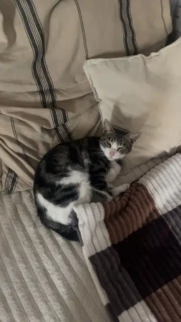 chatte reunited   95260 Beaumont-sur-Oise Sasha