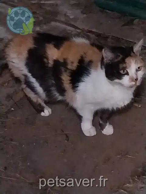 chatte reunited 95330 Domont Sissi