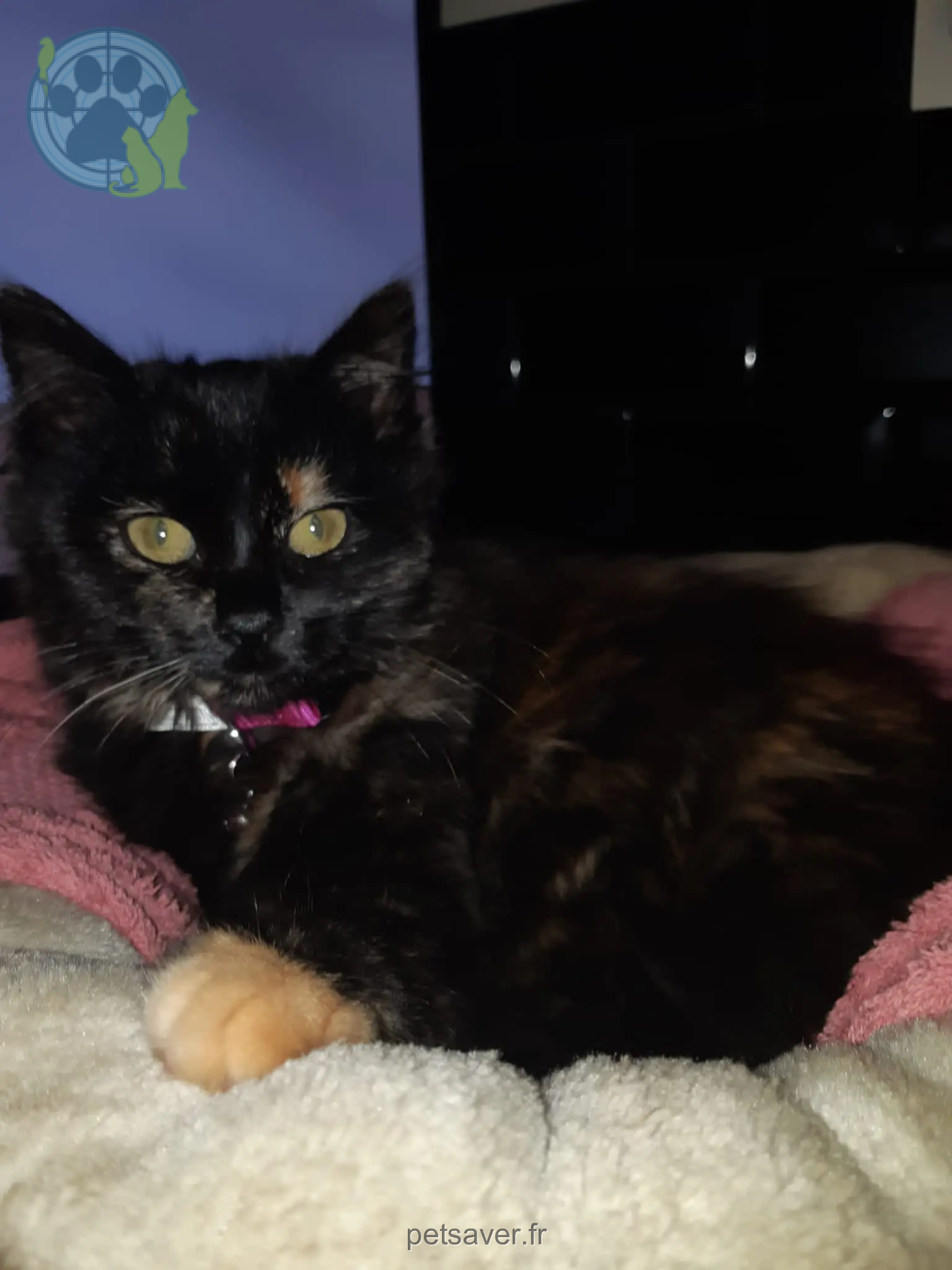 Chatte Perdue 95 Val-d'Oise - Stella Chatte Perdue 95 Val-d'Oise - Stella