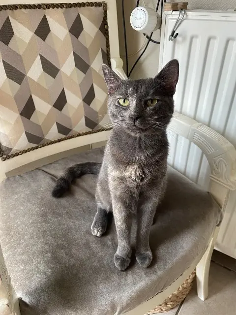 chatte reunited   95120 Ermont Surprise