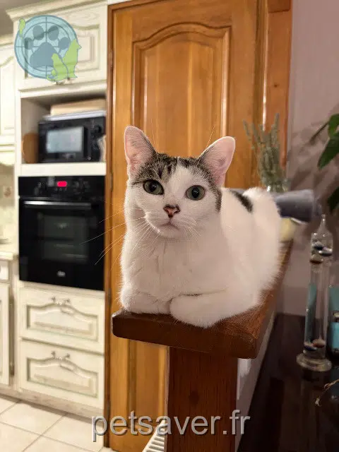 chatte reunited 95330 Domont Sydney