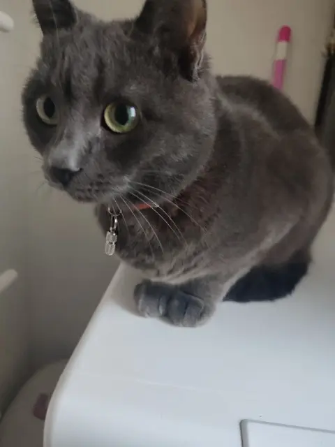 chatte reunited   95170 Deuil-la-Barre Tagada