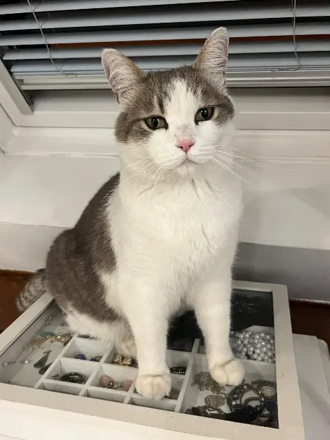 chatte reunited   95220 Herblay-sur-Seine Titou