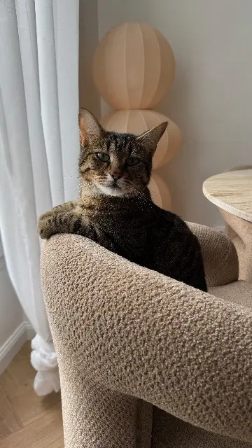 chatte reunited   95290 L'Isle-Adam Tokyo