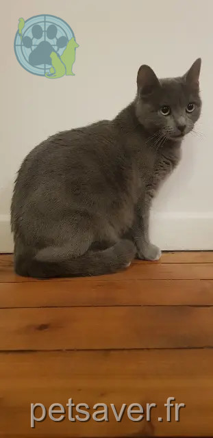 gata reunited   95120 Ermont Toumai