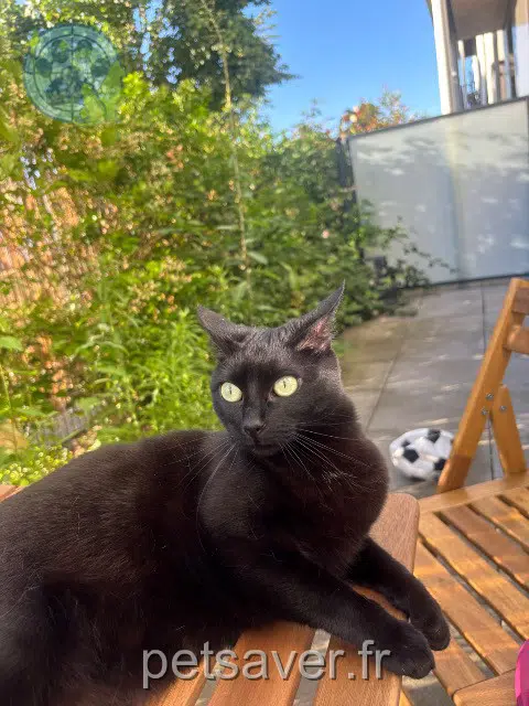 chatte reunited   95150 Taverny Toundra