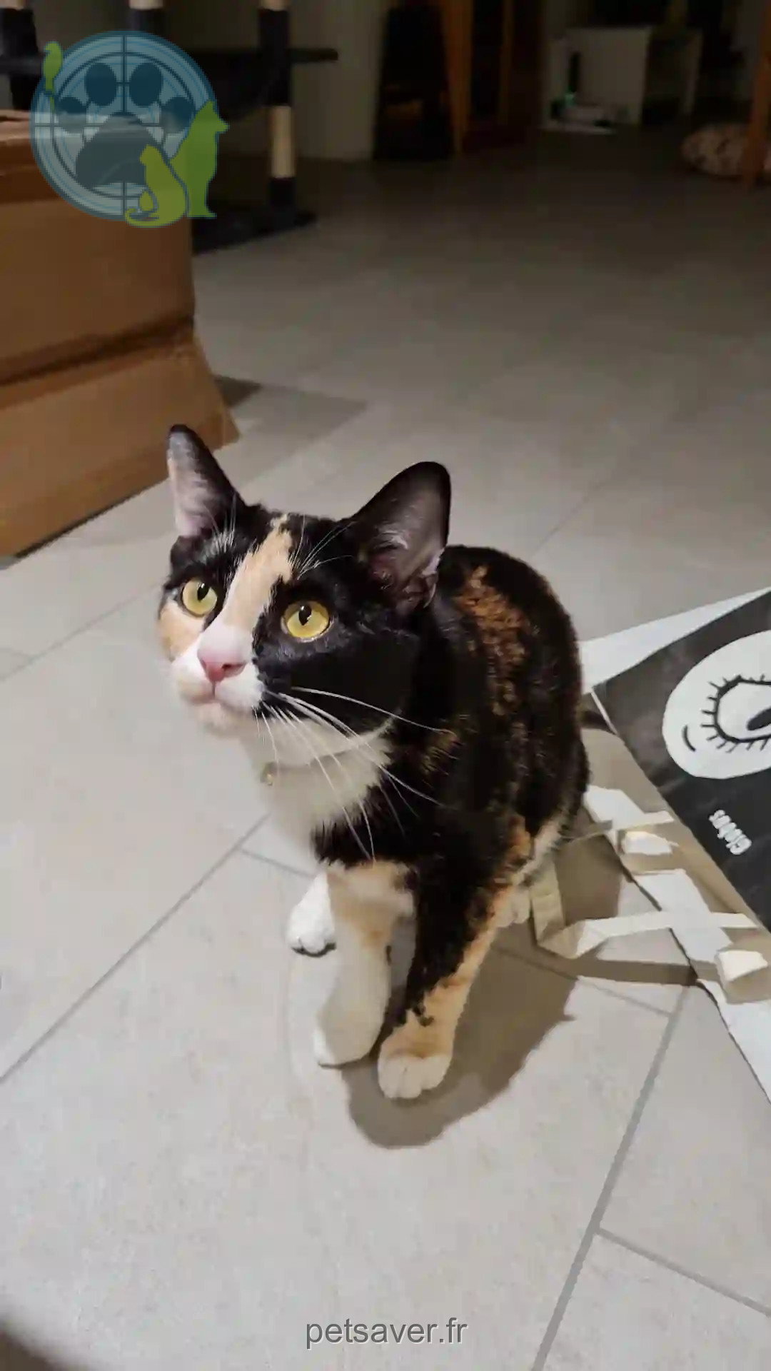 Chatte Trouvée Verwaltungskreis Bern-Mittelland - Kira Chatte Trouvée Verwaltungskreis Bern-Mittelland - Kira