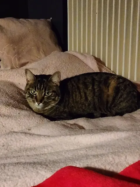 chatte reunited   71200 Le Creusot Ginger