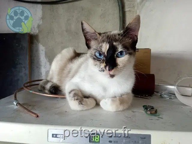 chatte reunited   71530 Champforgeuil Mia