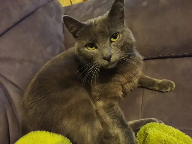 chatte reunited   71380 Châtenoy-en-Bresse Prométhée