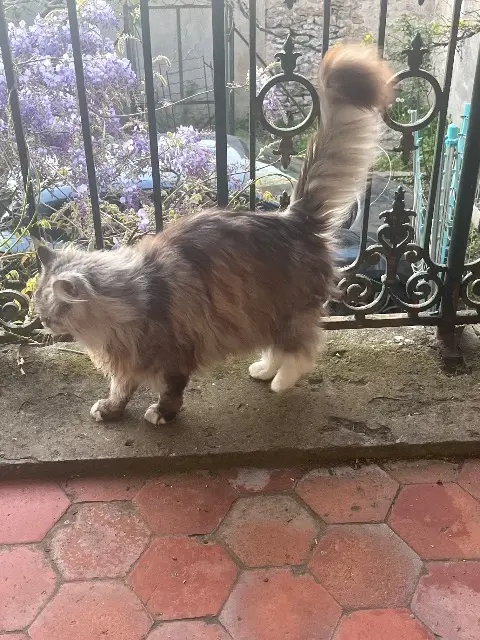 chatte reunited   71150 Paris-l'Hôpital Sercei