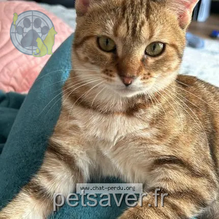 Chatte Perdue Эвенкийский район - Afina