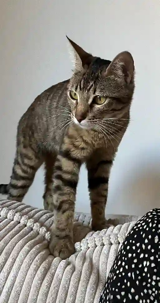 Chatte Trouvée Monaco - Charlie Chatte Trouvée Monaco - Charlie
