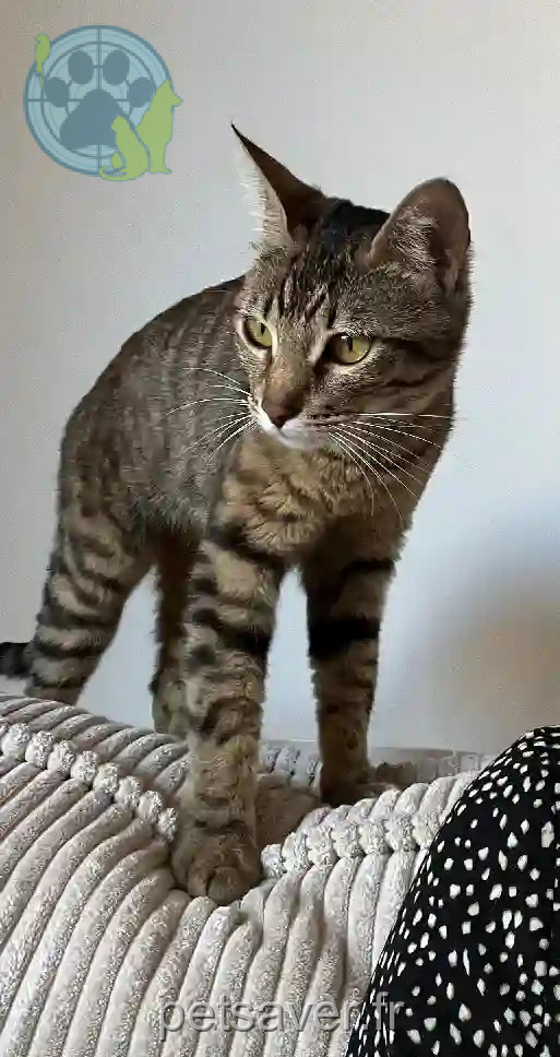 Chatte Trouvée Monaco - Charlie Chatte Trouvée Monaco - Charlie