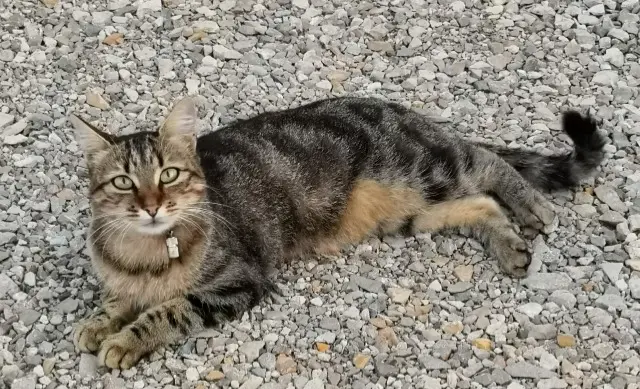 chatte reunited   12850 Sainte-Radegonde Mimi