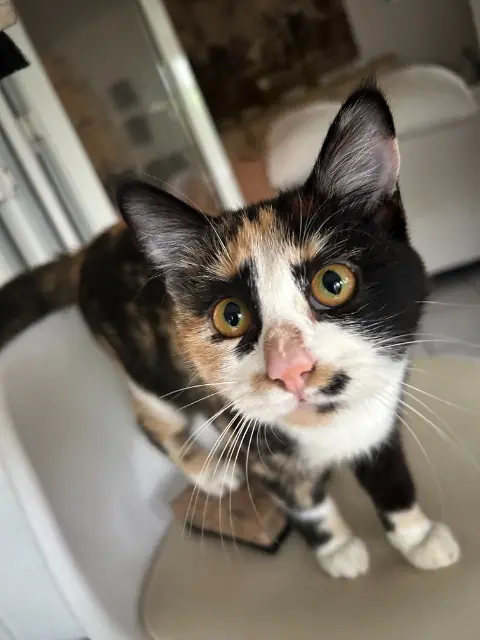 chatte reunited    Saint-Pierre Angel