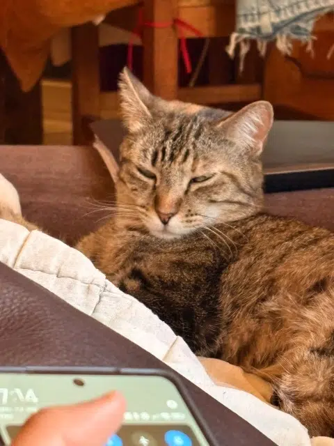 chatte reunited   97438 Sainte-Marie Gaia