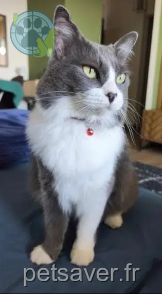 chatte reunited Saint-Paul Lilly
