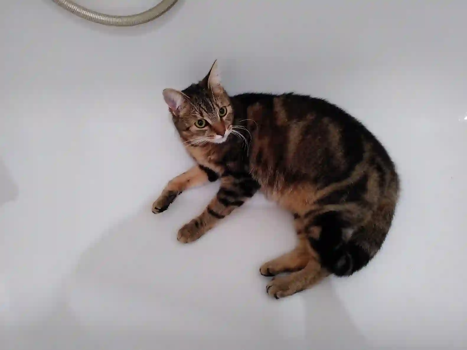 Chatte Trouvée BE-WBR Nivelles - Snow Chatte Trouvée BE-WBR Nivelles - Snow