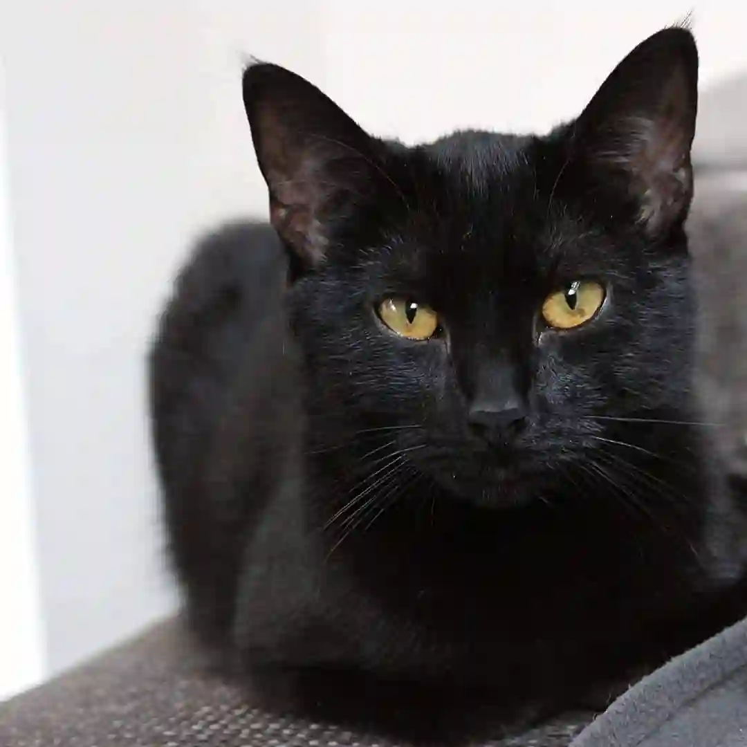 Chatte Trouvée BE-WLX Neufchâteau Libramont - Berliose Chatte Trouvée BE-WLX Neufchâteau Libramont - Berliose