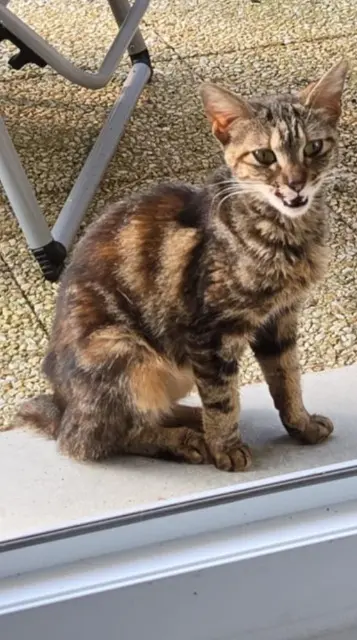chatte found   02000 Laon Inconnu