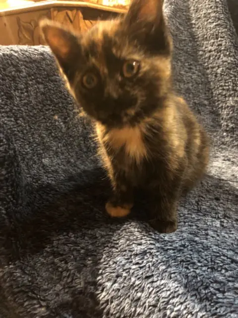 chatte found   02310 Nogent-l'Artaud Tipuss